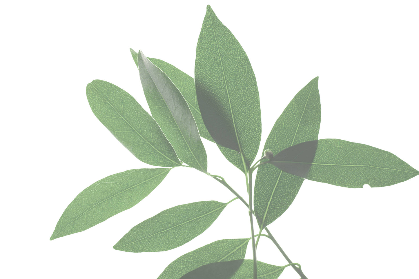 Breathe - Congestion Helping Aromatherapy Inhaler Patches P