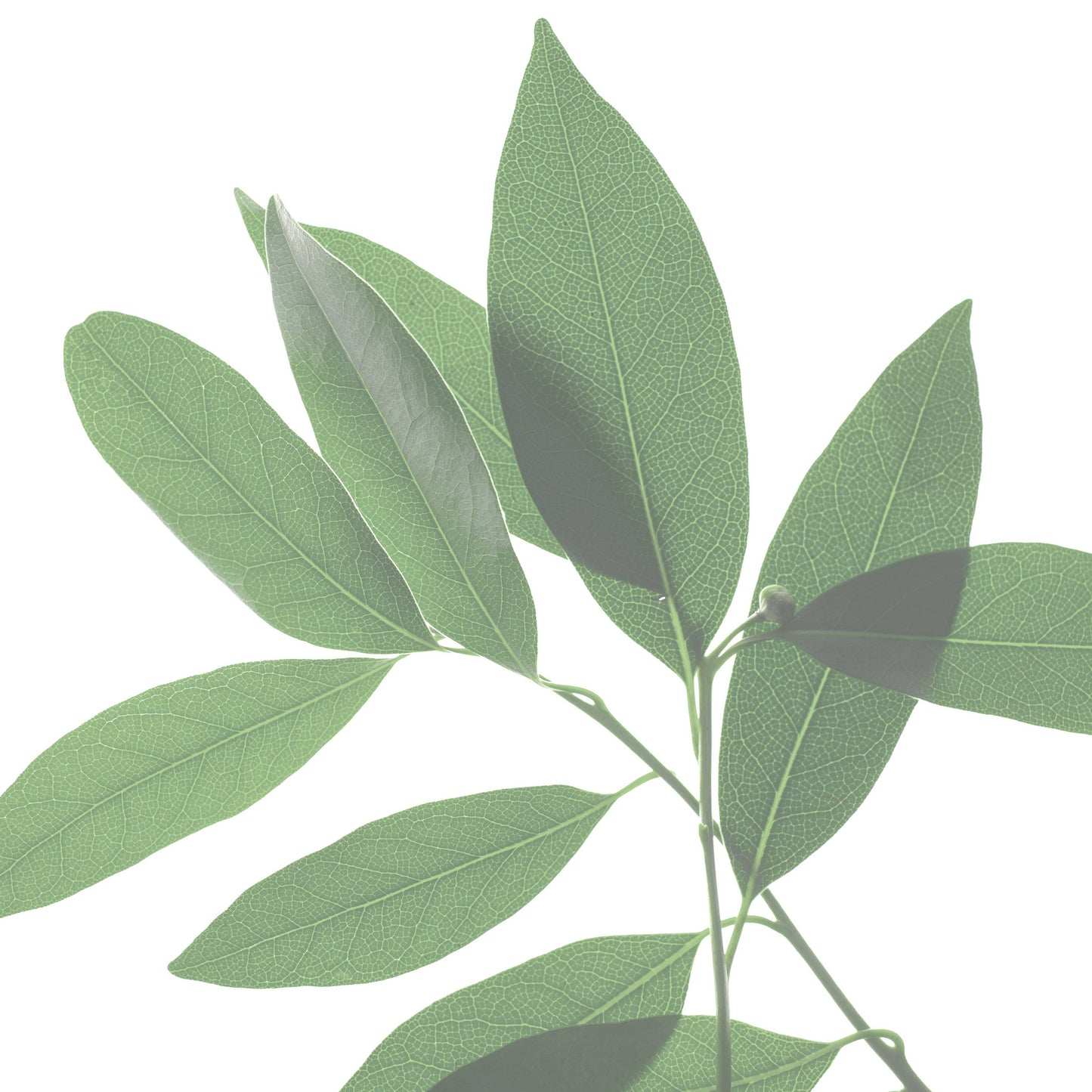 Breathe - Congestion Helping Aromatherapy Inhaler Patches