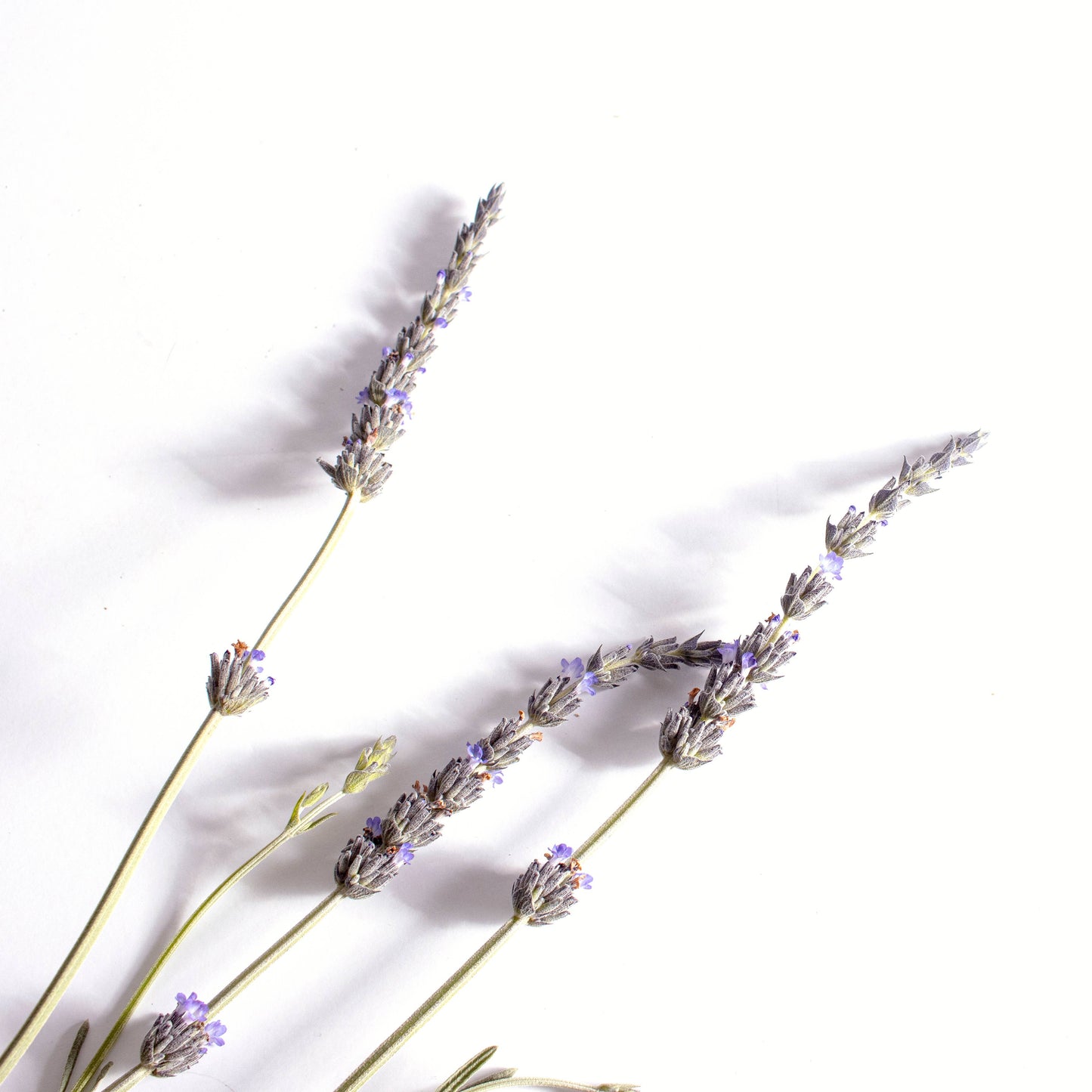 Calm - Anti-anxiety Aromatherapy Inhaler Patches