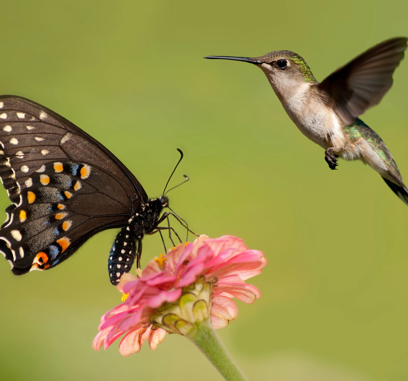 Wildflower Garden Seed Mix